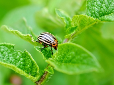 Colorado potato beetle