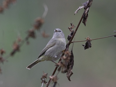 Common Chiffchaff