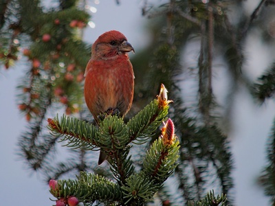 Common Crossbill