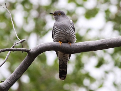 Common cuckoo