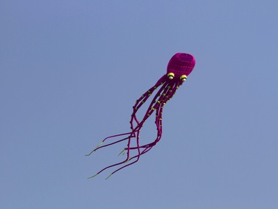 Common flying squid