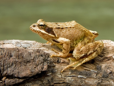 Common frog