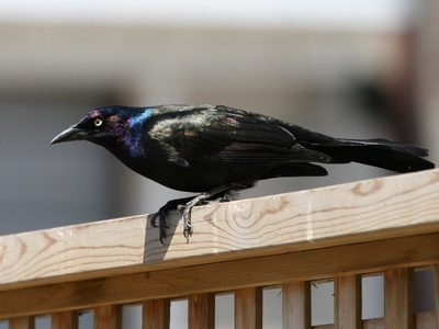 Common Grackle