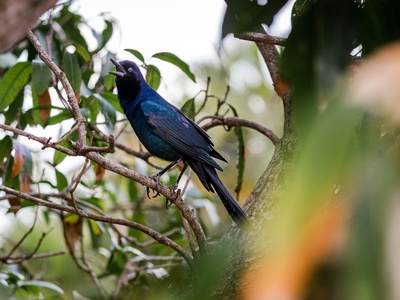 Common Grackle