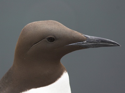 Common Guillemot