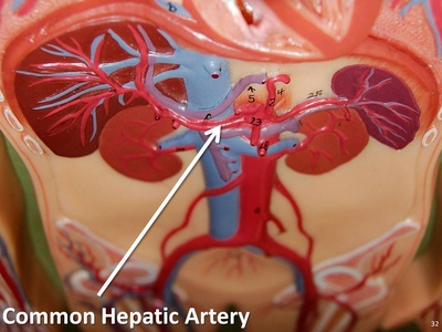 Common hepatic artery