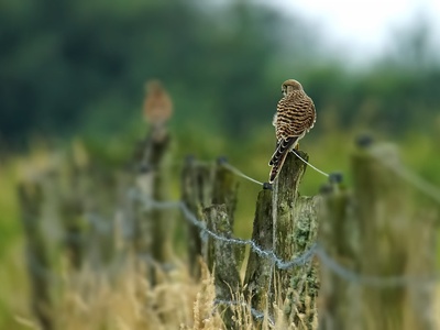 Common kestrel