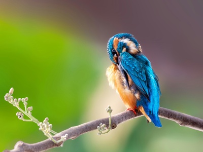 Common Kingfisher