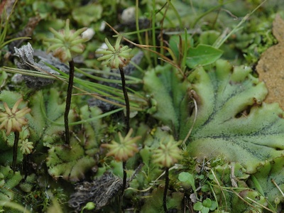Common liverwort