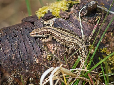 Common lizard