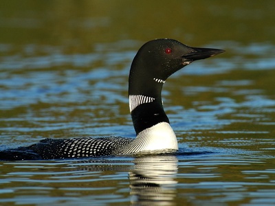 Common Loon