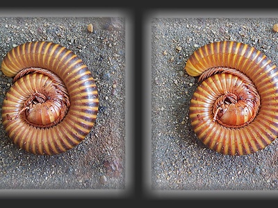 Common millipede