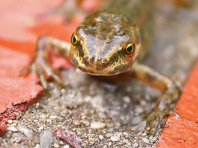 Common newt