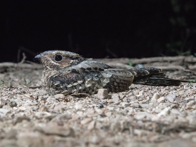 Common Nightjar