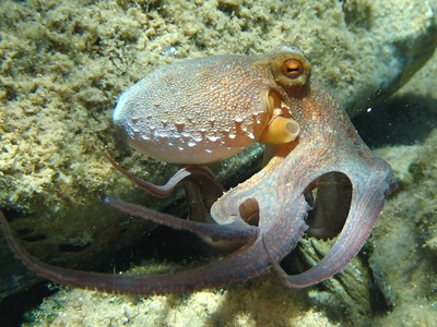 Common octopus