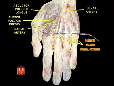 Common palmar digital arteries