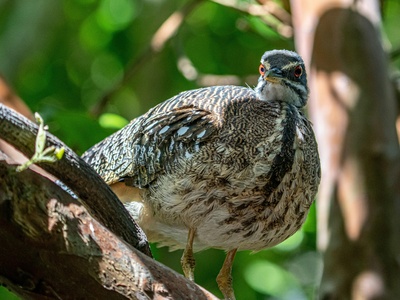 Common Quail