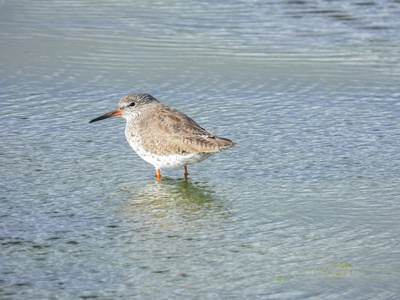 Common Redshank