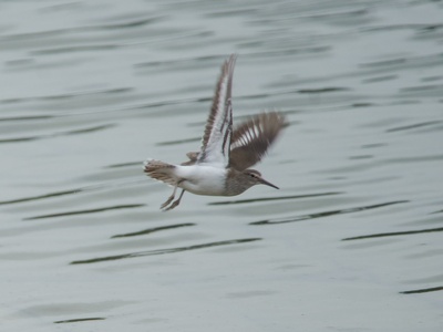 Common sandpiper