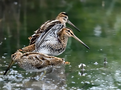 Common snipe