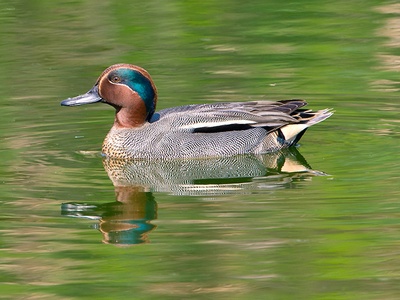 Common teal