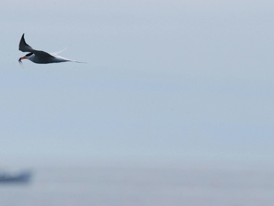 Common Tern