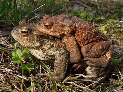 Common toad (Europe)
