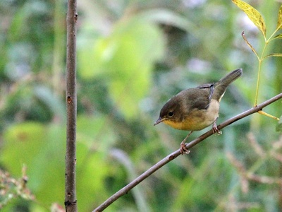 Common Yellowthroat