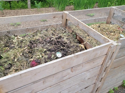 Composted chicken manure