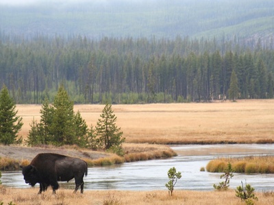 Conservation Genetics