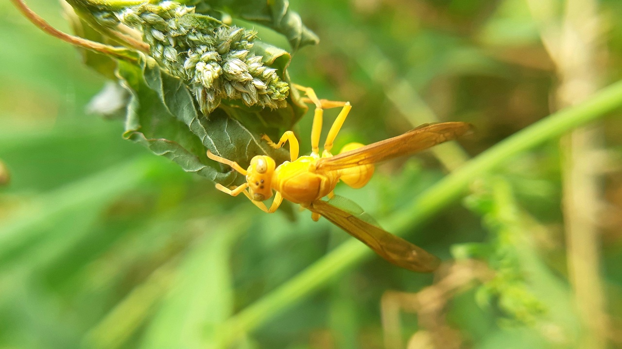 A landscape showing collaborative conservation: community members planting trees beside a seed vault image, representing in-situ and ex-situ approaches.