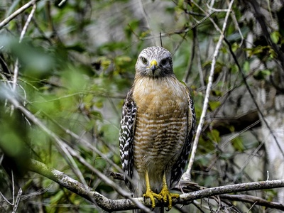 Cooper's Hawk