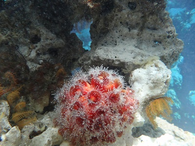 Coral reef habitat