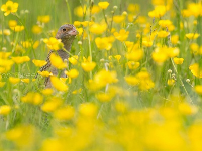 Corn Crake