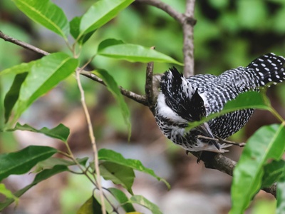 Crested Kingfisher