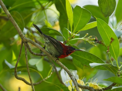 Crimson Sunbird