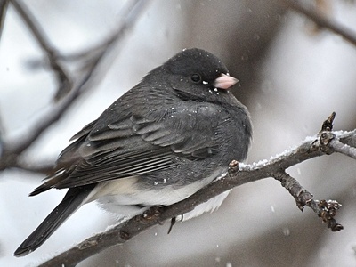Dark-eyed Junco