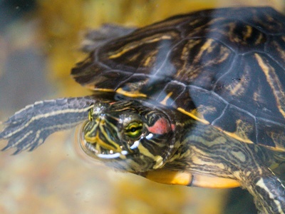 Dauphin Island Sea Lab (Estuarium)