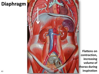 Diaphragm