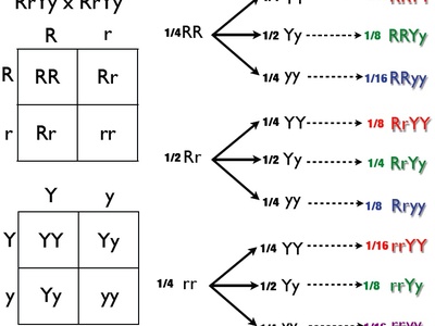 Dihybrid cross