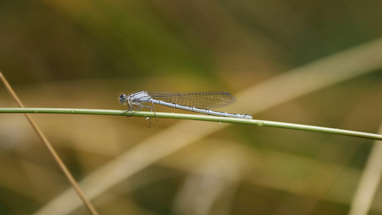 Pollinators, fisheries, and biodiversity montage