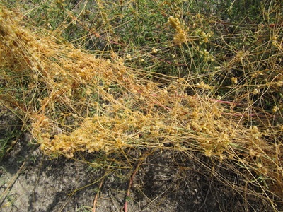 Dodder