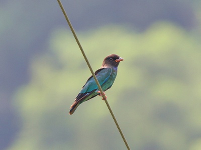 Dollarbird