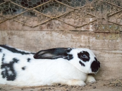 Domestic rabbit