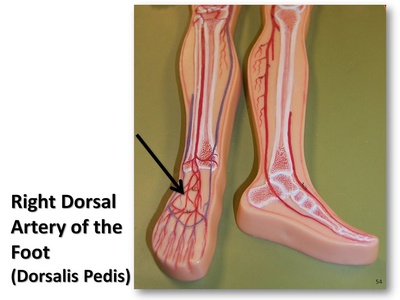 Dorsalis pedis artery