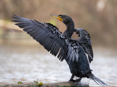 Double-crested Cormorant