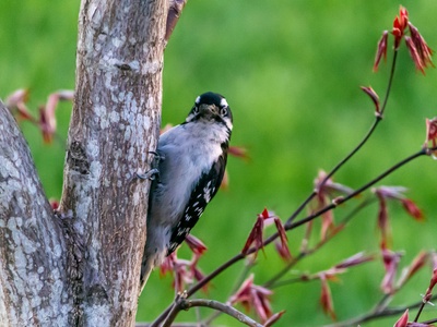 Downy Woodpecker