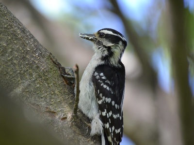 Downy Woodpecker