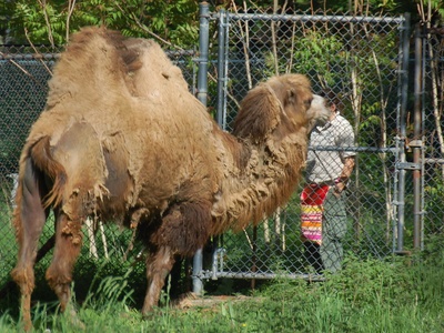 Dromedary camel