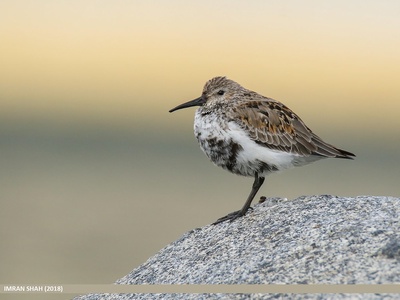 Dunlin